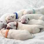 🐕 Des chiens détectent des maladies mieux que les médecins ?!