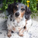 Un chien parcourt 25 km pour retrouver sa famille après un déménagement