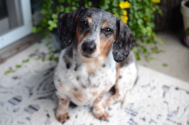 Un chien parcourt 25 km pour retrouver sa famille après un déménagement